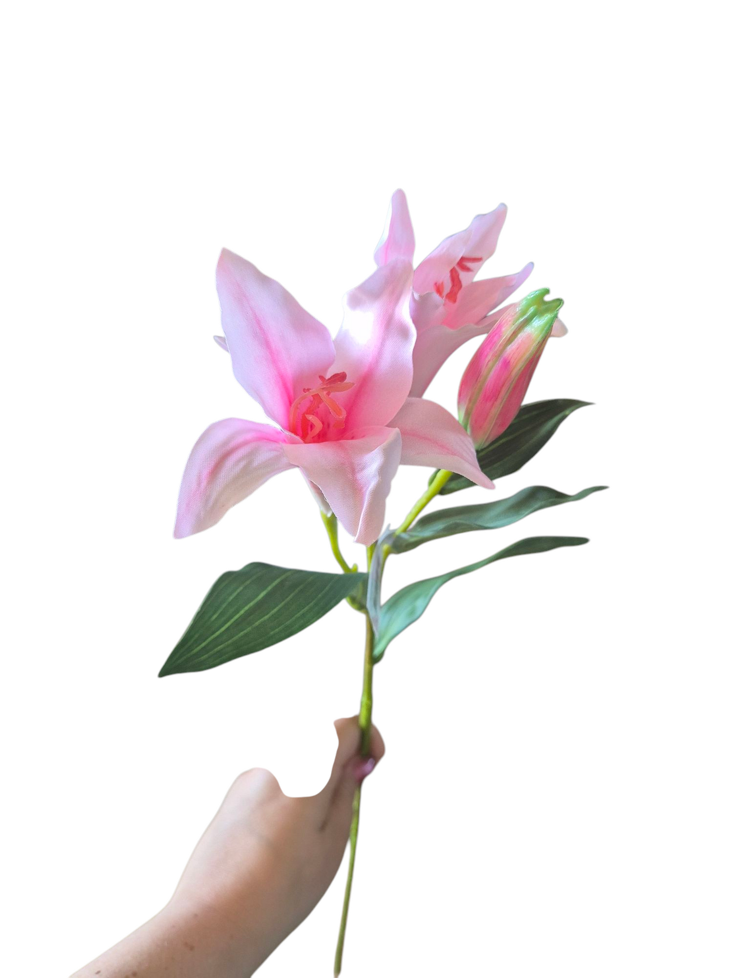 Lelie roze