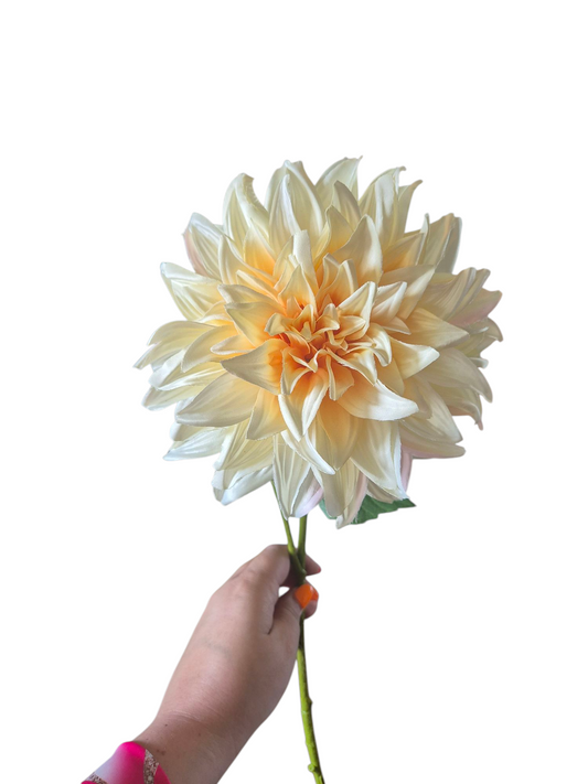 Grote dahlia wit