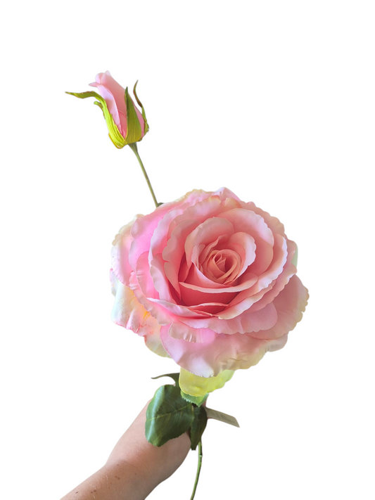 Roze roos groot
