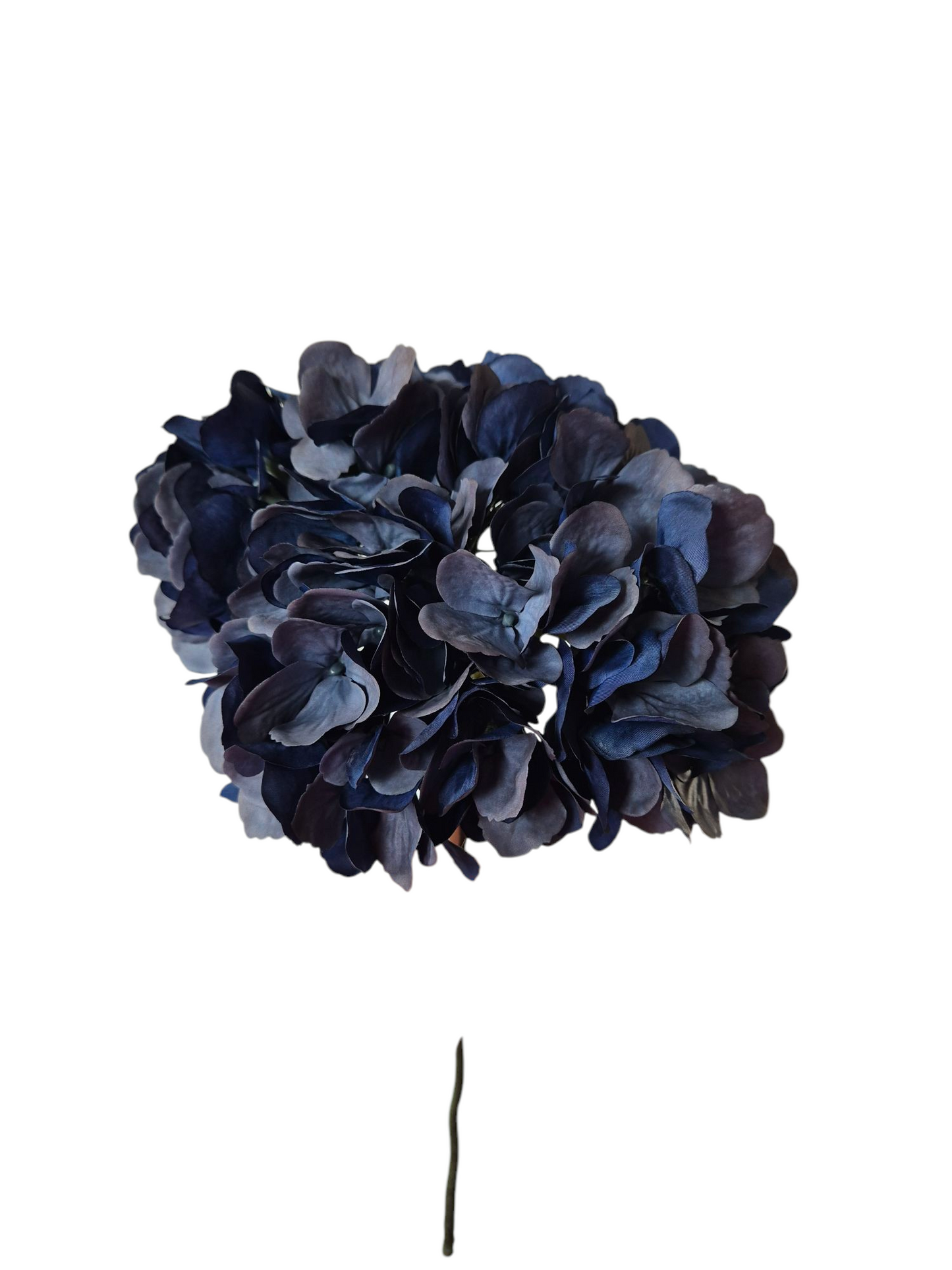 Hortensia blauw